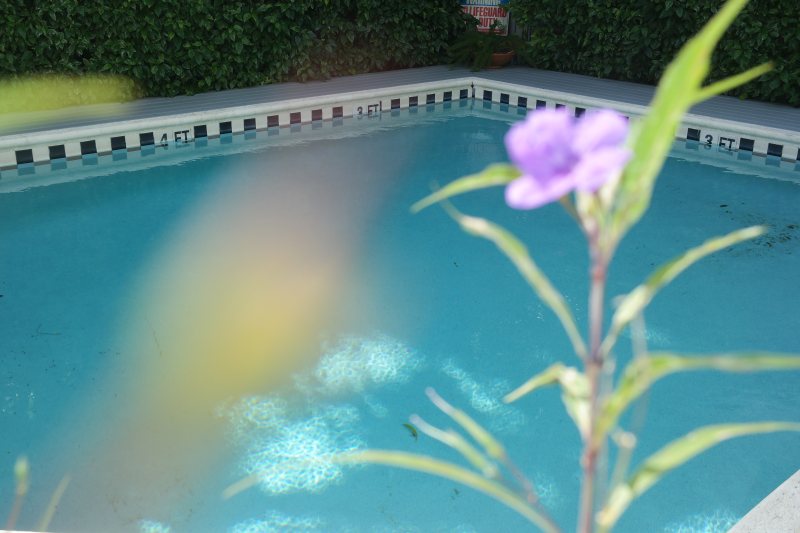 Pool with tropical flower in foreground