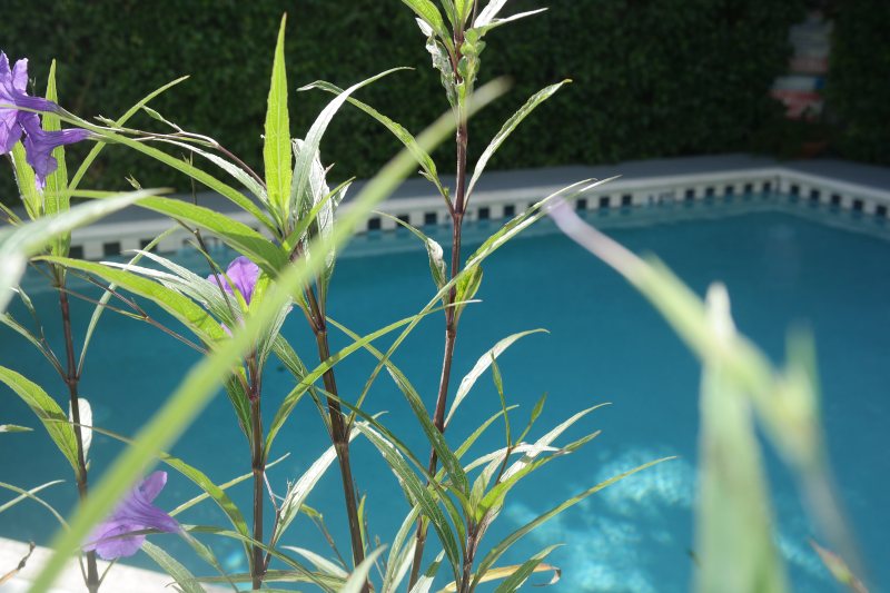 Pool and courtyard at Heron House Court Key West