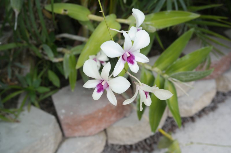 White and purple orchid blooms in the tropical garden
